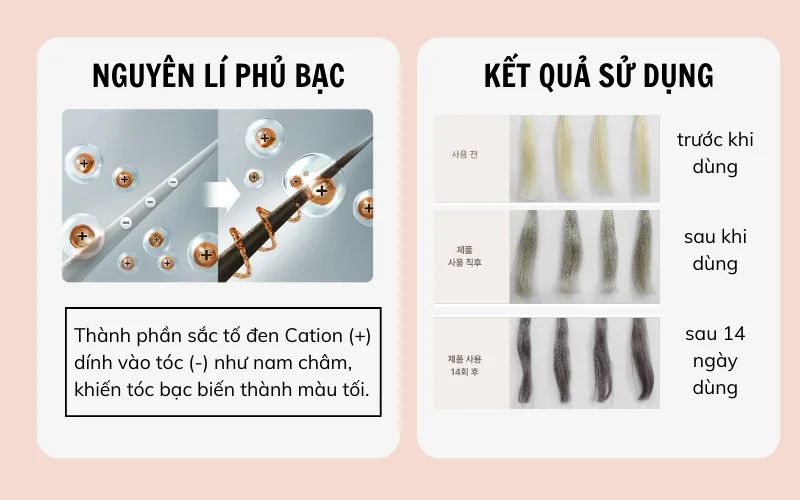 Dầu gội KioSkin