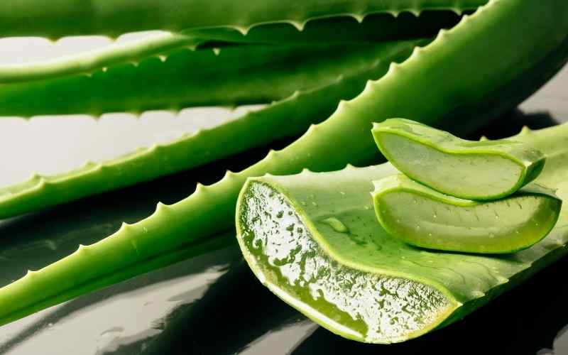 chống nắng bằng nha đam có hiệu quả không
