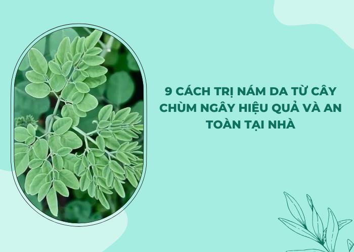 cách trị nám từ cây chùm ngây